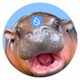 sudeng logo