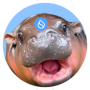 HIPPO