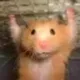 Skippy The Hamster logo