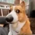 Sado The Side Eye Dog logo