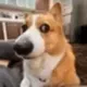 Sado The Side Eye Dog logo