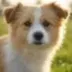 Bisso the puppy logo