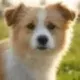 Bisso the puppy logo