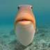 Humu the Fish logo