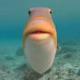 Humu the Fish logo