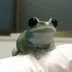 froggy logo