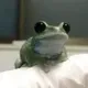 froggy logo