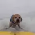 Surfing Dog logo