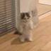 MICHI CAT logo