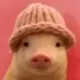 pig wif hat logo