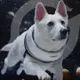 Grok's Dog logo