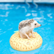 H2O HEDGEHOG logo