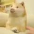 PIG DOGE logo