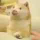PIG DOGE logo