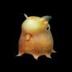 dumby logo