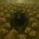 100 bears vs 1 bull logo