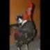 Pussy Riding Cock logo
