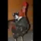 Pussy Riding Cock logo