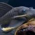 Blue Eyed Fish logo