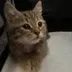Lynk's Cat logo