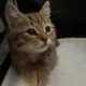 Lynk's Cat logo