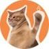 CAT SLAP ON SUI logo