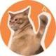 CAT SLAP ON SUI logo