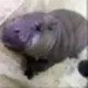 New Pygmy hippo logo