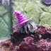 Urchin Wif Hat logo