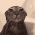 cat is wet logo