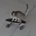 Kibrit Skatecat logo