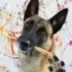Dog Picasso logo