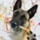 Dog Picasso logo