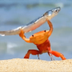 Crab Wif Fish logo