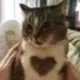 cat wif heart logo