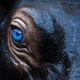 blue eyed deng logo