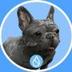 sudog logo