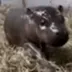 NEW PYGMY HIPPO logo