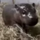 NEW PYGMY HIPPO logo