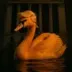 Orange Swan Event logo