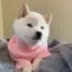 New Doge logo