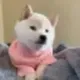 New Doge logo