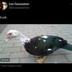 Bitcoin Duck logo