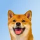YUKI logo