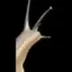 snail logo