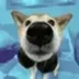 Eevee Bork the Shiba Inu logo