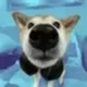 Eevee Bork the Shiba Inu logo