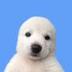 seal pup logo