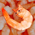 SHRIMP CAT logo