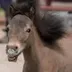 Bruno The Mini Horse logo